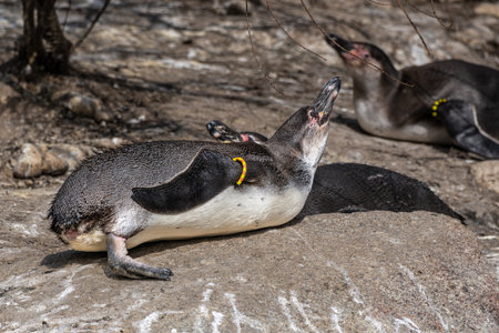 The Humboldt Penguin, Spheniscus humboldti also termed Peruvian penguin, or patranca is a South American penguin that breeds in coastal Chile and Peru.の写真素材