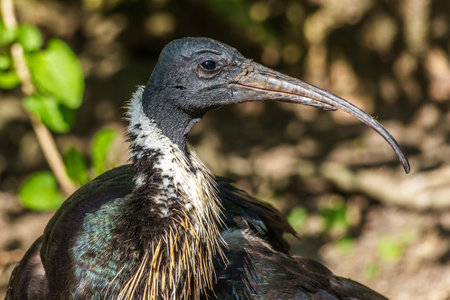 The Straw-necked Ibis, Threskiornis spinicollis is a bird of the ibis and spoonbill family...