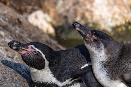 The Humboldt Penguin, Spheniscus humboldti also termed Peruvian penguin, or patranca is a South American penguin that breeds in coastal Chile and Peru.の写真素材