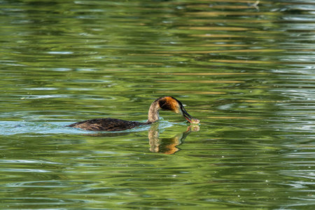Great Crested Grebe, Podiceps cristatus has caught a fish. Bird with beautiful orange colors, a...