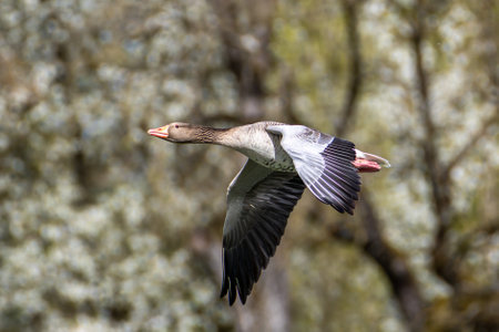 The greylag goose, Anser anser is a species of large goose in the waterfowl family Anatidae and the type species of the genus Anser. Here flying in the air.の写真素材