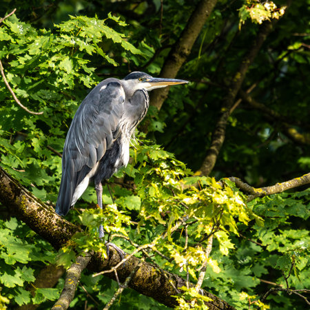 Gray heron, Ardea cinerea, a massive gray bird sitting on a branch in a tree and looking around, with fluffy feathers, large beak, long feathers on back side of head, scene from wild natureの写真素材