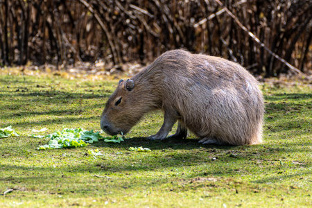 The capybara, Hydrochoerus hydrochaeris is a mammal native to South America. It is the largest living rodent in the world.の写真素材