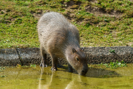 The capybara, Hydrochoerus hydrochaeris is a mammal native to South America. It is the largest living rodent in the world.の写真素材