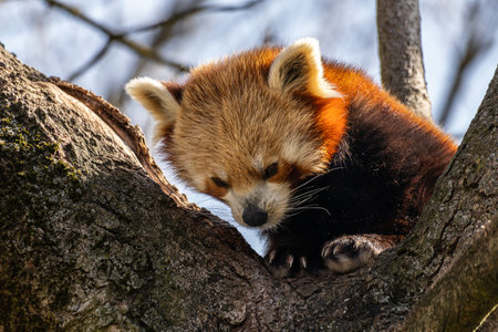 The red panda, Ailurus fulgens, also called the lesser panda and the red cat-bear.の写真素材