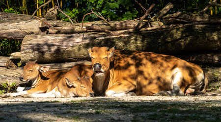 Family of Banteng, Bos javanicus or Red Bull. It is a type of wild cattle But there are key characteristics that are different from cattle and bison: a white band bottom in both males and females.の写真素材