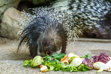 The Indian crested Porcupine, Hystrix indica or Indian porcupine, is a large species of hystricomorph rodent belonging to the Old World porcupine family, Hystricidaeの写真素材