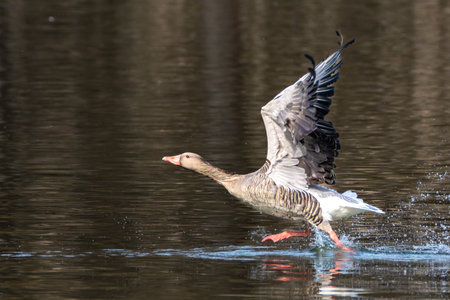 The greylag goose, Anser anser is a species of large goose in the waterfowl family Anatidae and the type species of the genus Anser. Here flying in the air.の写真素材