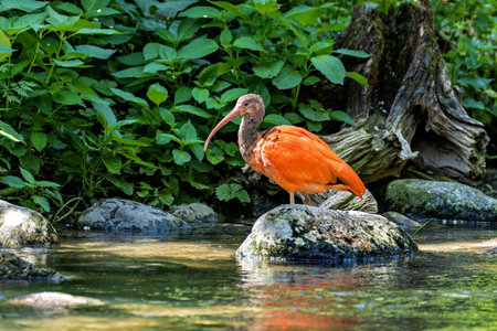 The Scarlet ibis, Eudocimus ruber is a species of ibis in the bird family Threskiornithidae. It inhabits tropical South America and islands of the Caribbean.の写真素材