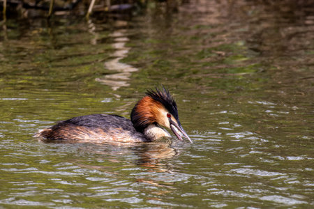 Great Crested Grebe, Podiceps cristatus has caught a fish. Bird with beautiful orange colors, a water bird with red eyes. It is the largest member of the grebe family found in the Old World.の写真素材