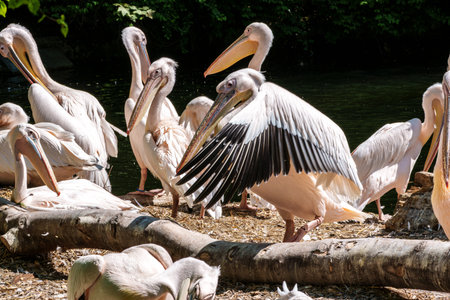 The Great White Pelican, Pelecanus onocrotalus also known as the rosy pelican is a bird in the pelican family.の写真素材