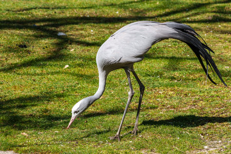 The Blue Crane, Grus paradisea, is an endangered bird species endemic to Southern Africa. It is the national bird of South Africaの写真素材