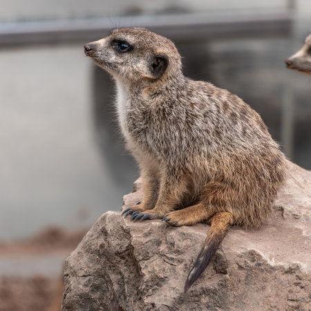 Meerkat, Suricata suricatta sitting on a stone and looking into the distance in order to spy on enemies and warn the herdの写真素材