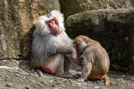 Hamadryas baboon, Papio hamadryas, sitting together and grooming each other. Papio hamadryas is a species of baboonの写真素材