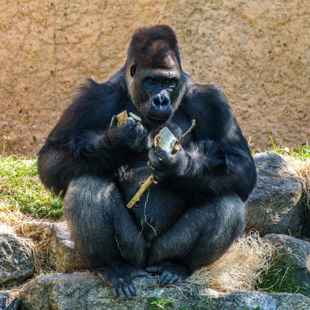 Gorillas are ground-dwelling, predominantly herbivorous apes that inhabit the forests of central Sub-Saharan Africa.の写真素材