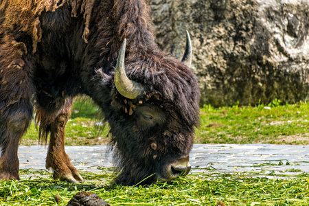 The American bison or simply bison, also commonly known as the American buffalo or simply buffalo, is a North American species of bison that once roamed North America in vast herds.の写真素材