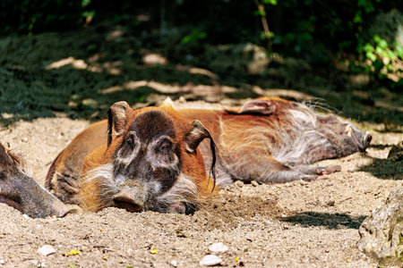 Red river hog, Potamochoerus porcus, also known as the bush pig. This pig has an acute sense of smell to locate food underground.の写真素材