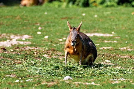 Patagonian Mara, Dolichotis patagonum. These large relatives of guinea pigs are common in the...