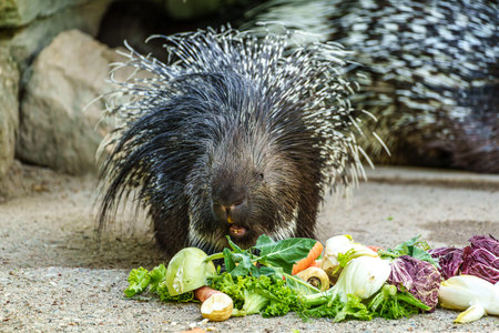 The Indian crested Porcupine, Hystrix indica or Indian porcupine, is a large species of hystricomorph rodent belonging to the Old World porcupine family, Hystricidaeの写真素材
