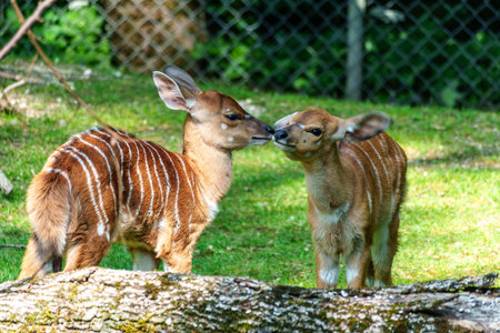 A young baby nyala. Tragelaphus angasii is a spiral-horned antelope native to Southern Africa. It is a species of the family Bovidae and genus Nyala, also considered to be in the genus Tragelaphus.の写真素材
