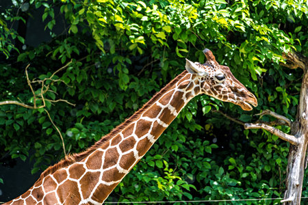 The giraffe, Giraffa camelopardalis is an African even-toed ungulate mammal, the tallest of all extant land-living animal species, and the largest ruminant.の写真素材