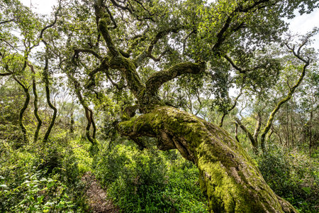 Ancient oak forest of Bussaco, in Luso, Aveiro in Portugal. Trail between trees with stairs in the forest. Forest footpath.の写真素材