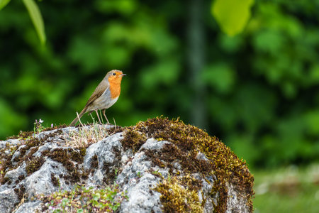 The European robin, Erithacus rubecula known simply as the robin is a small insectivorous passerine...