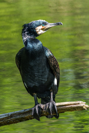 The great cormorant, Phalacrocorax carbo known as the great black cormorant across the Northern...
