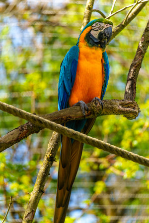 The Blue-and-yellow Macaw, Ara ararauna also known as the blue-and-gold macaw, is a large South...