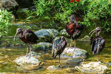 The Glossy ibis, Plegadis falcinellus, is a wading bird in the ibis family Threskiornithidae.の写真素材