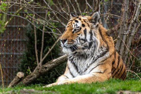 The Siberian tiger,Panthera tigris altaica is the biggest cat in the world