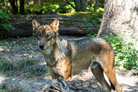 The wolf, Canis lupus, also known as the gray wolf or timber wolf is a canine native to the...