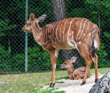 Family of Nyala Antelope. Tragelaphus angasii is a spiral-horned antelope native to Southern Africa. It is a species of the family Bovidae and genus Nyala, also in the genus Tragelaphus.の写真素材