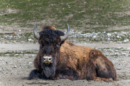 The American bison or simply bison, also commonly known as the American buffalo or simply buffalo,...
