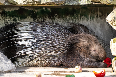 The Indian crested Porcupine, Hystrix indica or Indian porcupine, is a large species of hystricomorph rodent belonging to the Old World porcupine family, Hystricidaeの写真素材