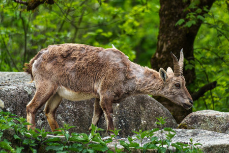 Young baby mountain ibex on a rock - capra ibex in a german park