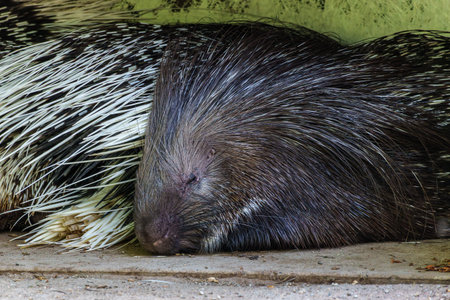 The Indian crested Porcupine, Hystrix indica or Indian porcupine, is a large species of hystricomorph rodent belonging to the Old World porcupine family, Hystricidaeの写真素材
