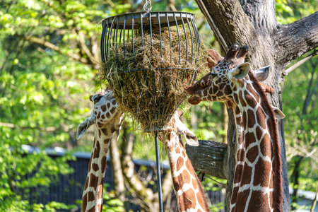The giraffe, Giraffa camelopardalis is an African even-toed ungulate mammal, the tallest of all extant land-living animal species, and the largest ruminant.の写真素材