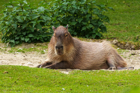 The capybara, Hydrochoerus hydrochaeris is a mammal native to South America. It is the largest living rodent in the world.の写真素材