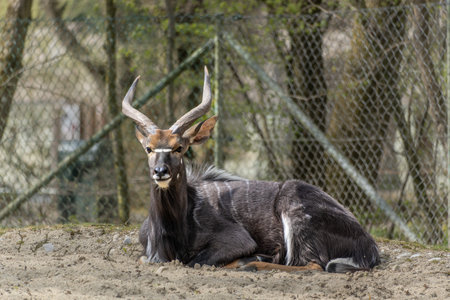 The nyala, Tragelaphus angasii is a spiral-horned antelope native to Southern Africa. It is a species of the family Bovidae and genus Nyala, also considered to be in the genus Tragelaphus.の写真素材