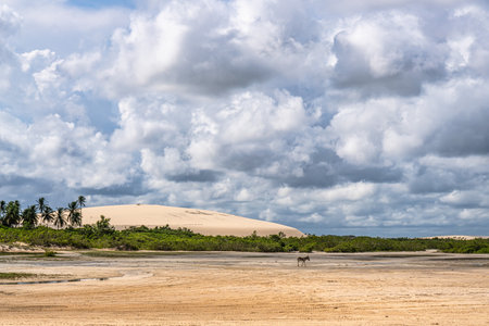 Jericoacoara beach hidden behind the dunes of the west coast of Jijoca de Jericoacoara, Ceara in Brazilの写真素材