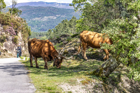 The Cachena cow in Peneda-Geres National Park in North Portugal. It is a traditional Portuguese mountain cattle breed excellent for its meat and traction power.の写真素材