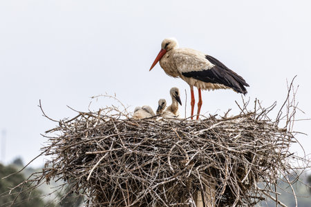 The fascinating White Storks, Ciconia ciconia at Odiaxere in the Algarve region, District Faro in Portugal.の写真素材