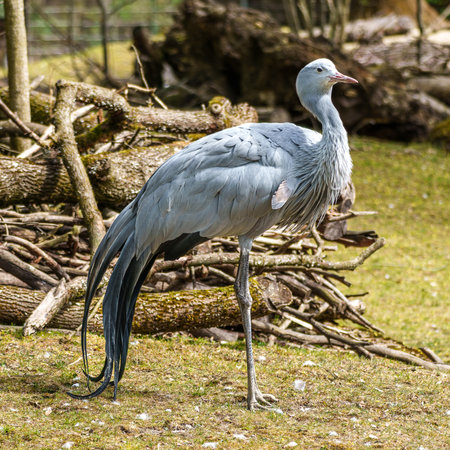 The Blue Crane, Grus paradisea, is an endangered bird species endemic to Southern Africa. It is the national bird of South Africaの写真素材