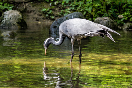 Demoiselle Crane, Anthropoides virgo are living in the bright green meadow during the day time. It is a species of crane found in central Eurosiberiaの写真素材