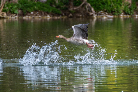 The greylag goose, Anser anser is a species of large goose in the waterfowl family Anatidae and the type species of the genus Anser. Here flying in the air.の写真素材