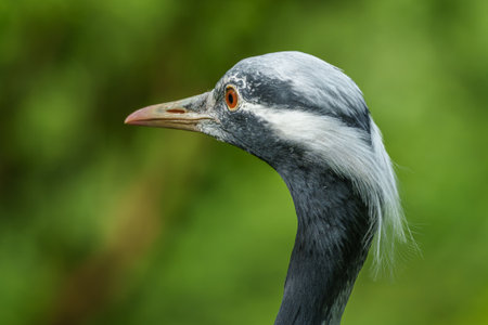 Demoiselle Crane, Anthropoides virgo are living in the bright green meadow during the day time. It is a species of crane found in central Eurosiberiaの写真素材
