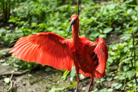 The Scarlet ibis, Eudocimus ruber is a species of ibis in the bird family Threskiornithidae. It inhabits tropical South America and islands of the Caribbean.の写真素材