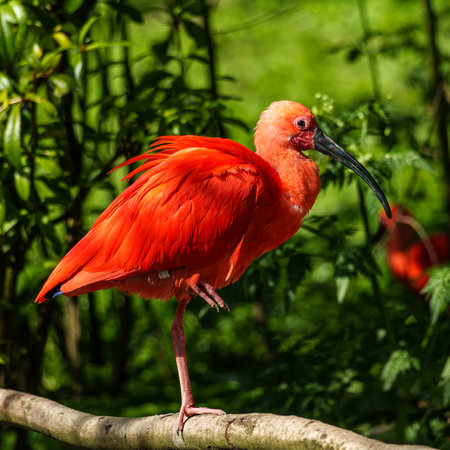 The Scarlet ibis, Eudocimus ruber is a species of ibis in the bird family Threskiornithidae. It inhabits tropical South America and islands of the Caribbean.の写真素材