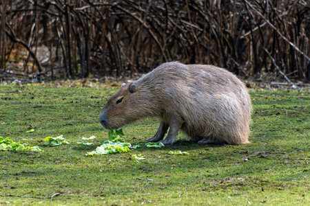 The capybara, Hydrochoerus hydrochaeris is a mammal native to South America. It is the largest living rodent in the world.の写真素材